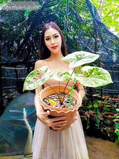 Ts Escort From Thailand 30
